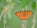 Orange colored butterfly